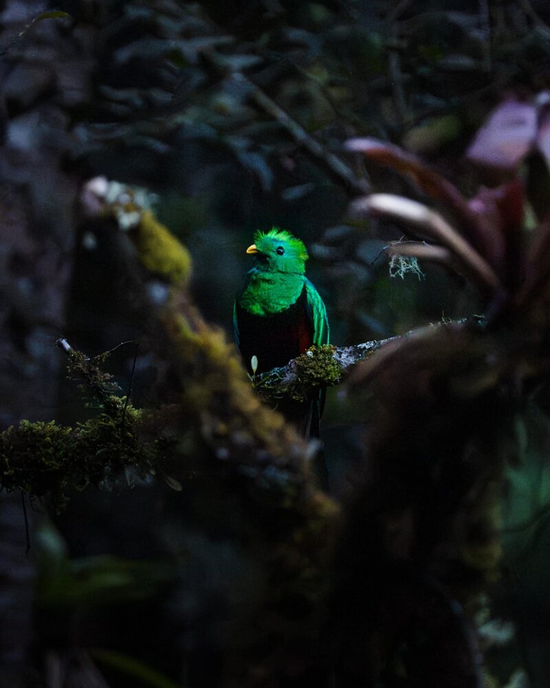 Quetzal au Costa Rica